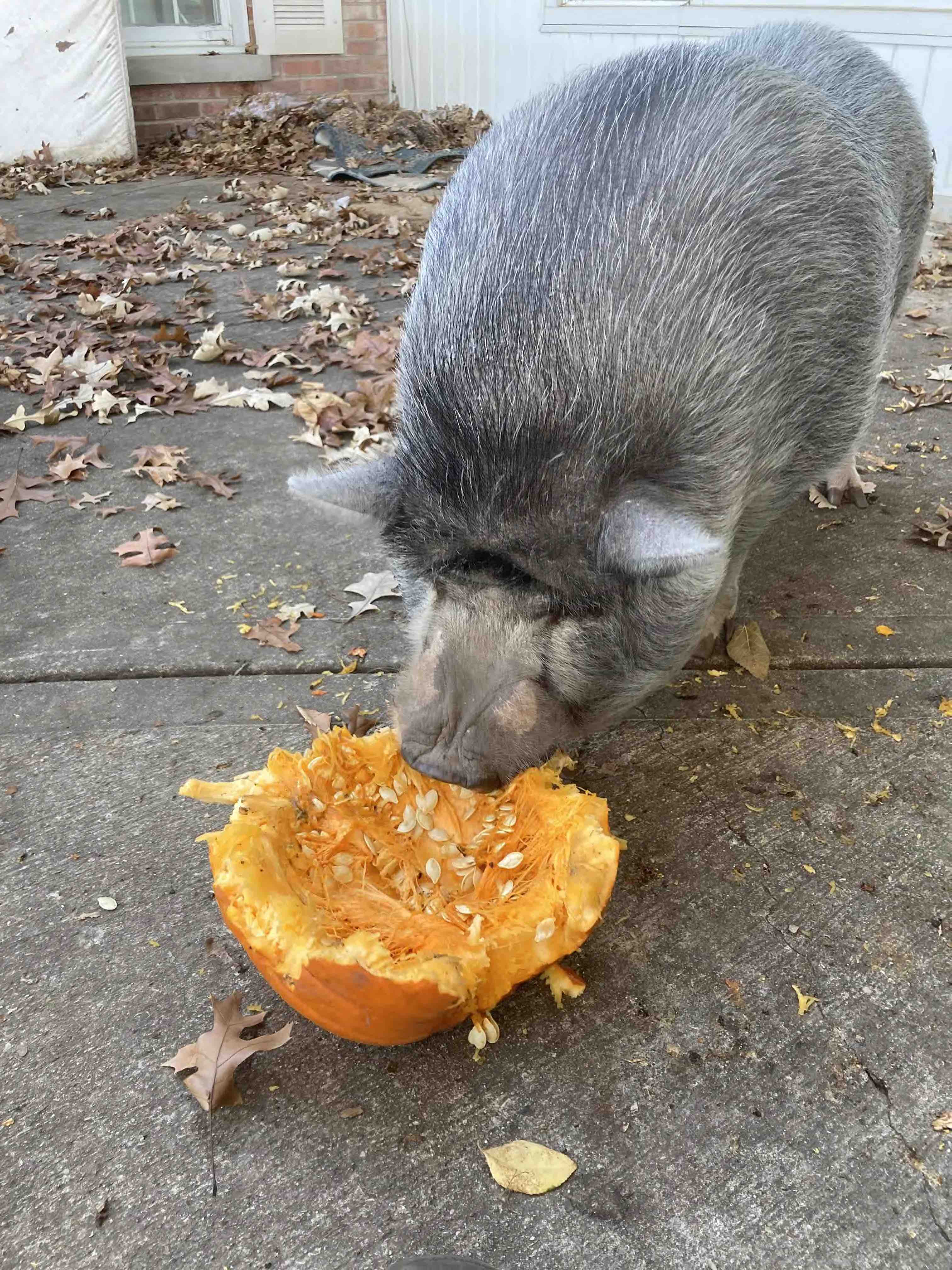 Bubba the Pig